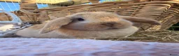 Mini Lop rabbits for sale:  Gorgeous mini Lop babies  - Advert 22