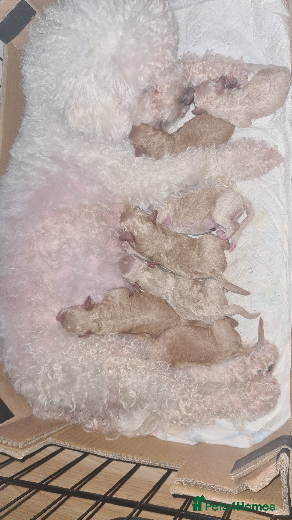 Poochon dogs 7 Beautifull poochons ready for new homes - Advert 15