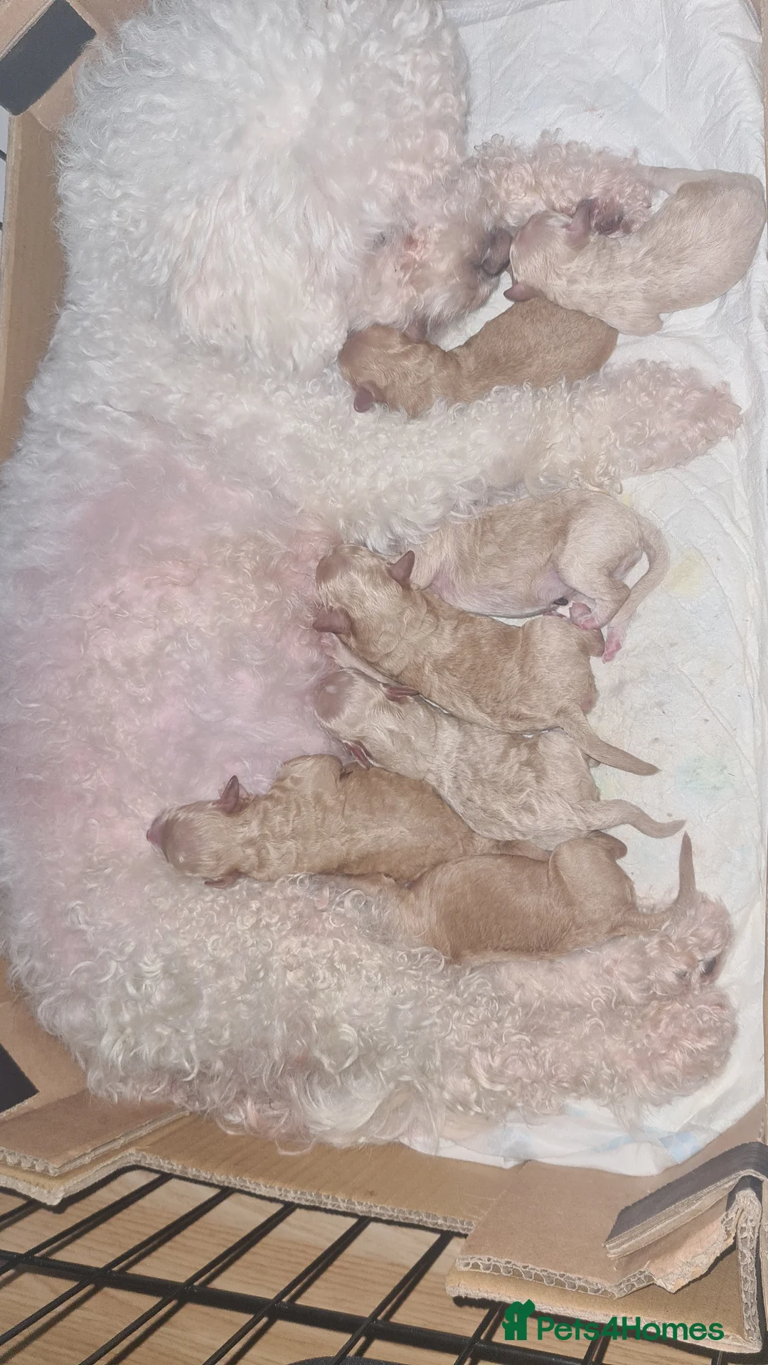 Poochon dogs for sale: 7 Beautifull poochons ready for new homes - Advert 1