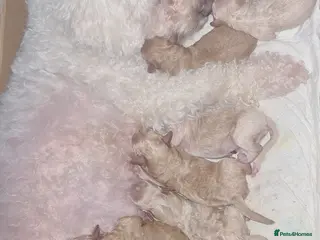 Poochon dogs 7 Beautifull poochons ready for new homes - Advert 15