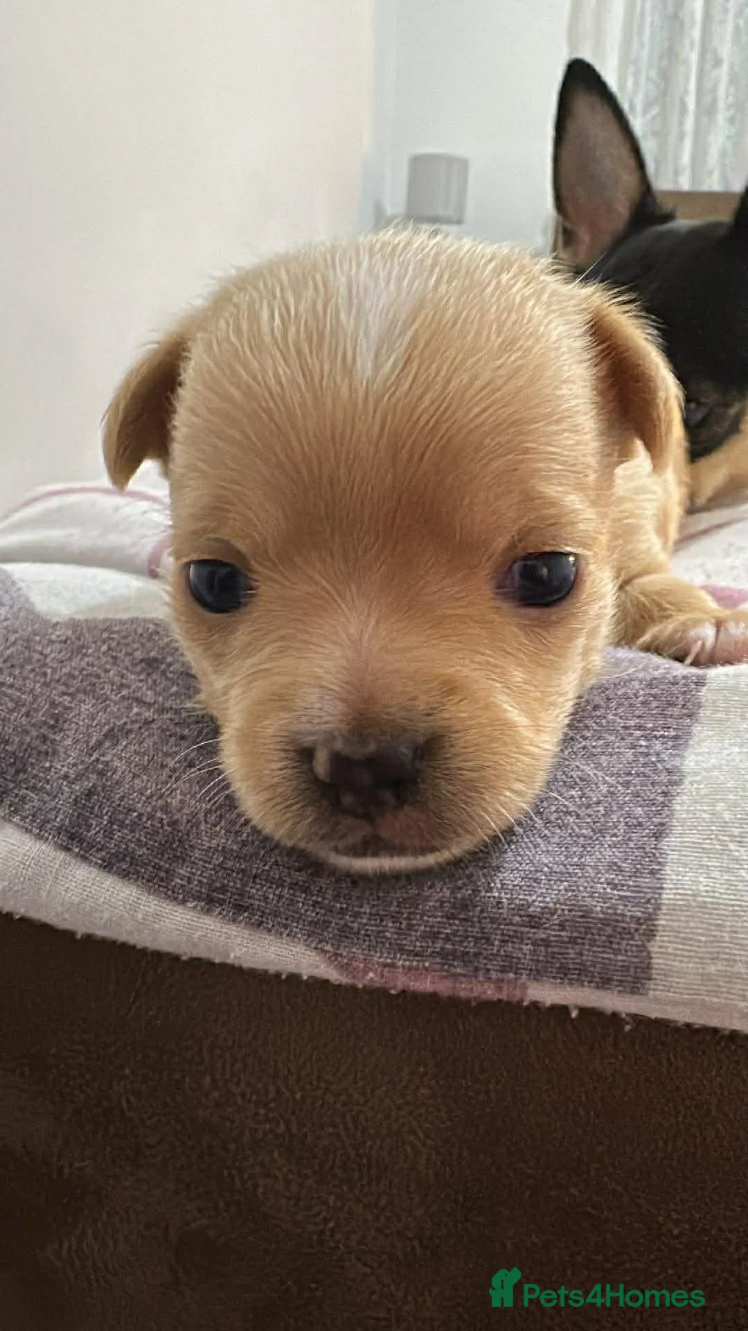 Chihuahua dogs for sale: Chihuahua  - Advert 17