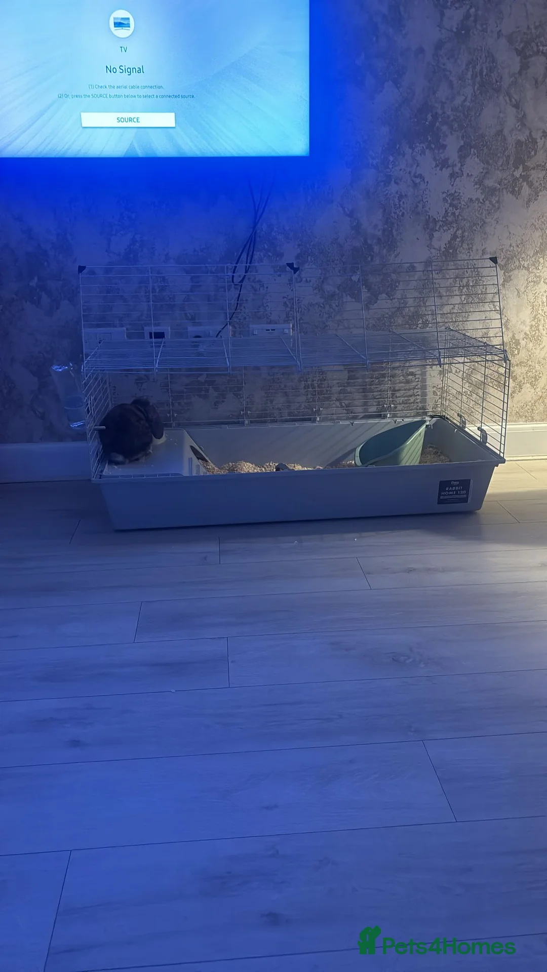 English rabbits for sale: Rabbit for sale  in Manchester - Advert 3