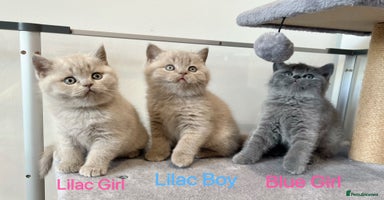 British Shorthair cats - Advert 10