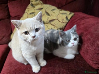 British Shorthair cats British Shorthairs Stunning Litter - Advert 12