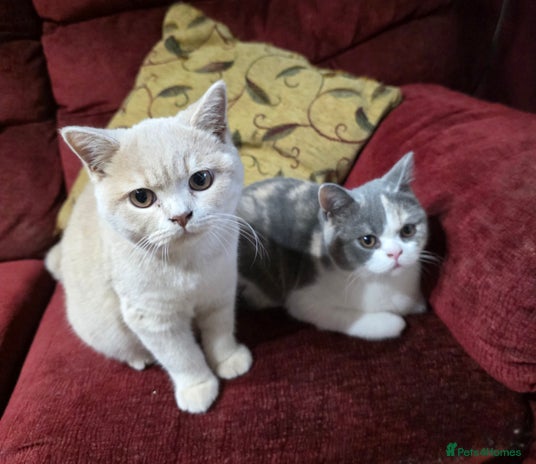 British Shorthair cats British Shorthairs Stunning Litter - Advert 13