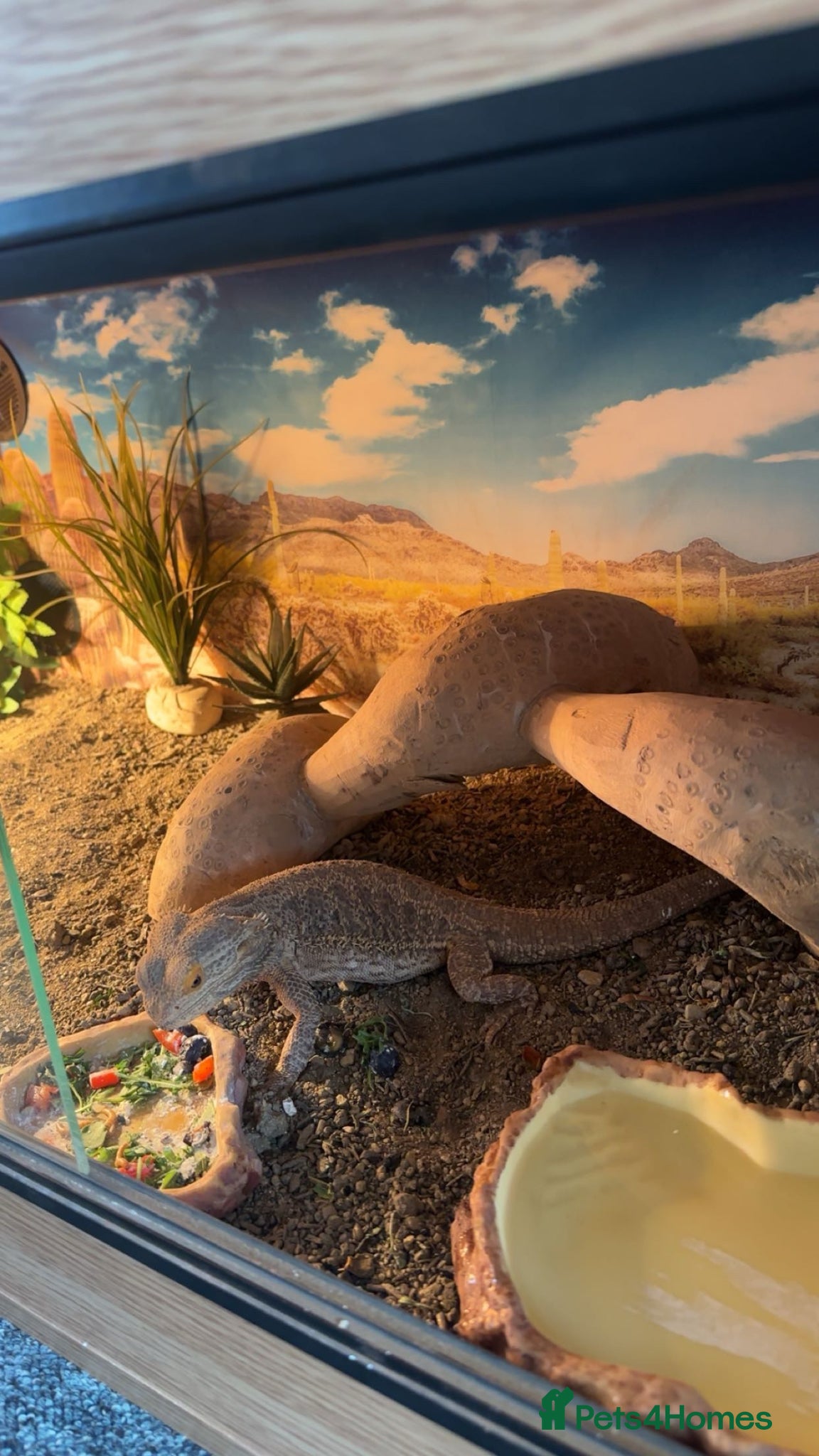 Bearded Dragon reptiles Bearded dragon tiverton - Advert 16