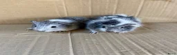 Guinea Pig rodents for sale: Baby Female Guinea Pigs  - Advert 4