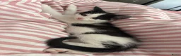 Mixed Breed cats for sale: Male black and white cat  in Littlehampton - Advert 3