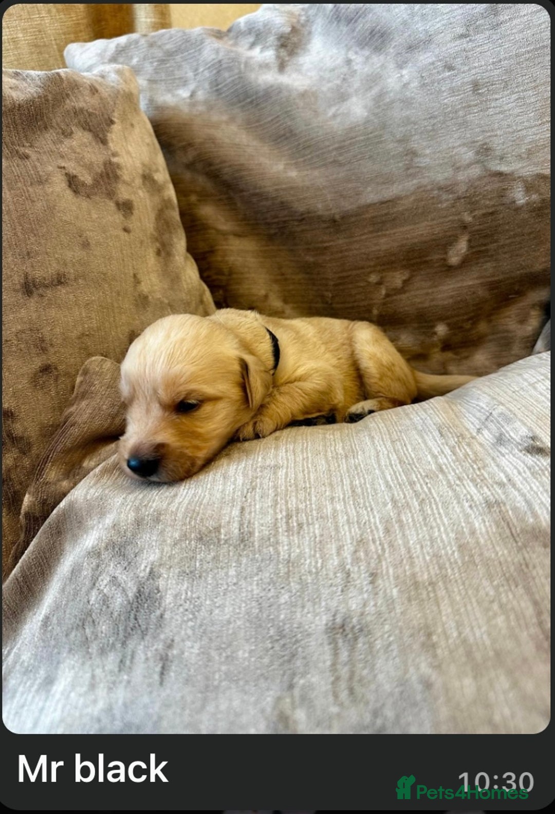 Mixed Breed dogs for sale: Beautiful litter of golden labradoodles - Image 28