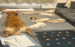 Golden Retriever dogs for sale: Golden retriever puppies  - Image 12