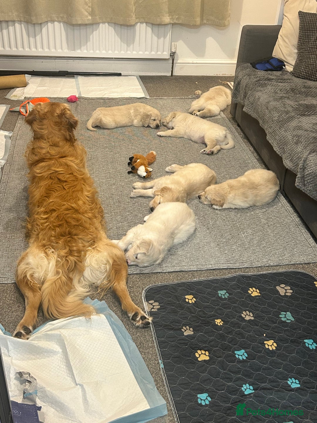 Golden Retriever dogs for sale: Golden retriever puppies  - Image 12