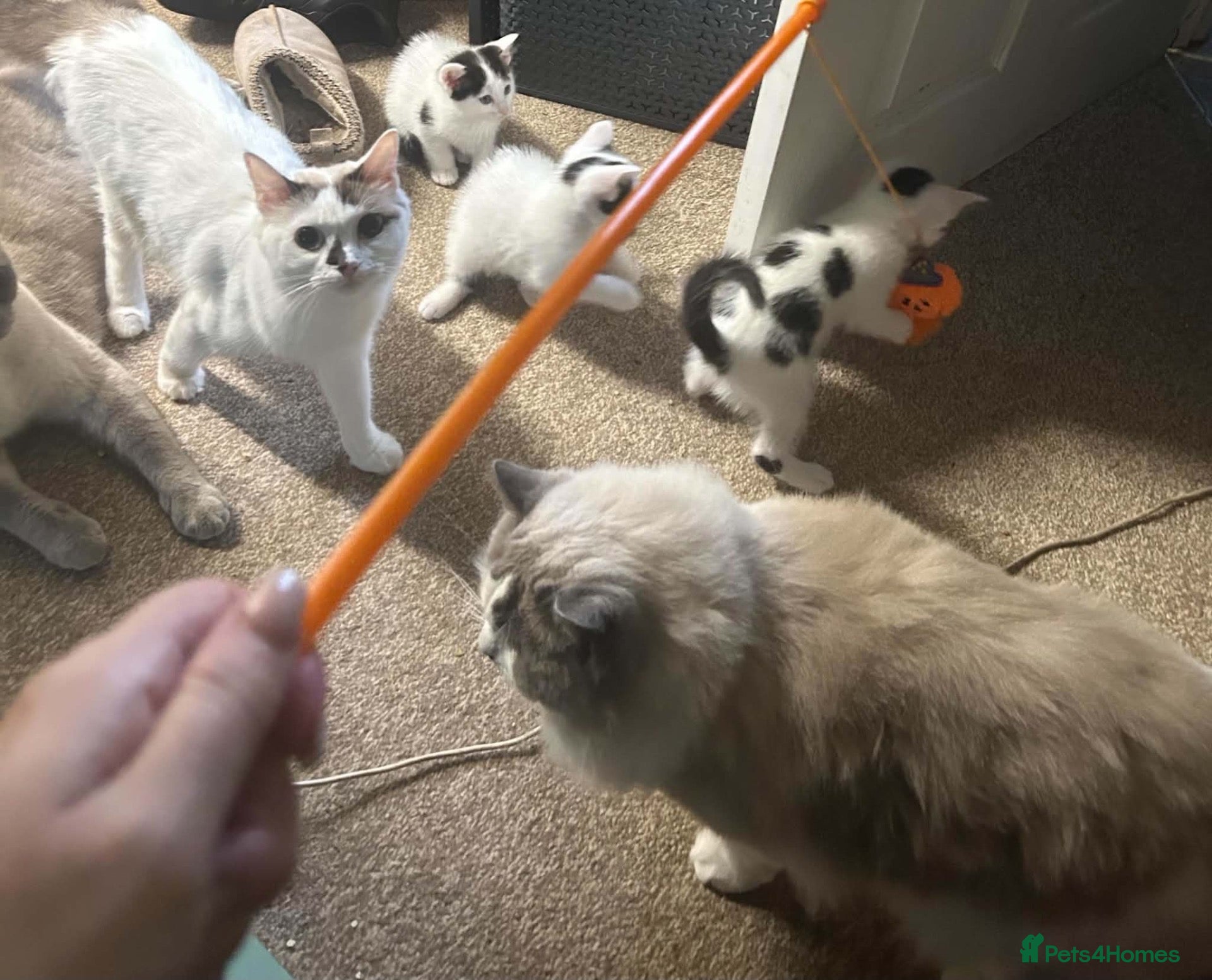 Ragdoll cats Half ragdoll kittens mother is a purebred ragdoll - Advert 14