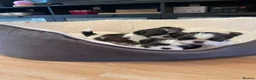 Shih Tzu dogs for sale: Shihtzu puppies for sale  - Advert 17