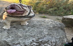 English Bulldog dogs for stud: Grizzly ready to stud  - Image 12