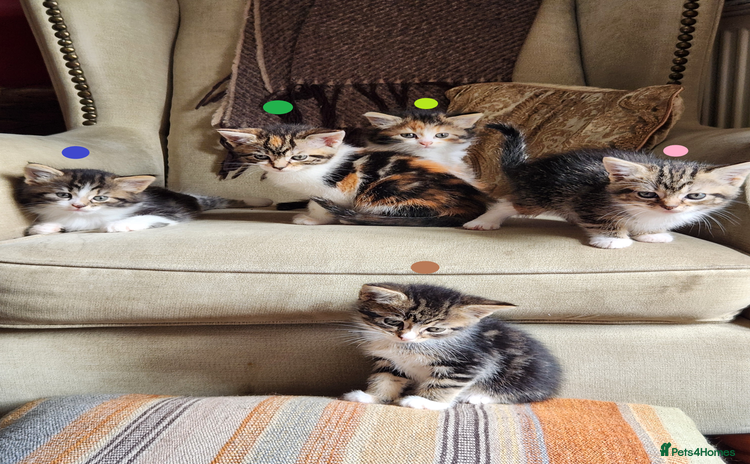 Mixed Breed cats - Advert 1