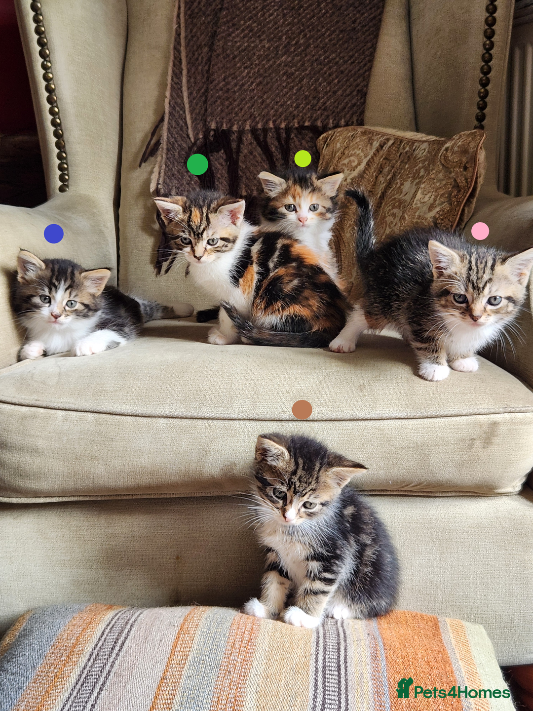 Mixed Breed cats for sale: Maine Coon/Norwegian Forest/British Shorthair X - Image 1