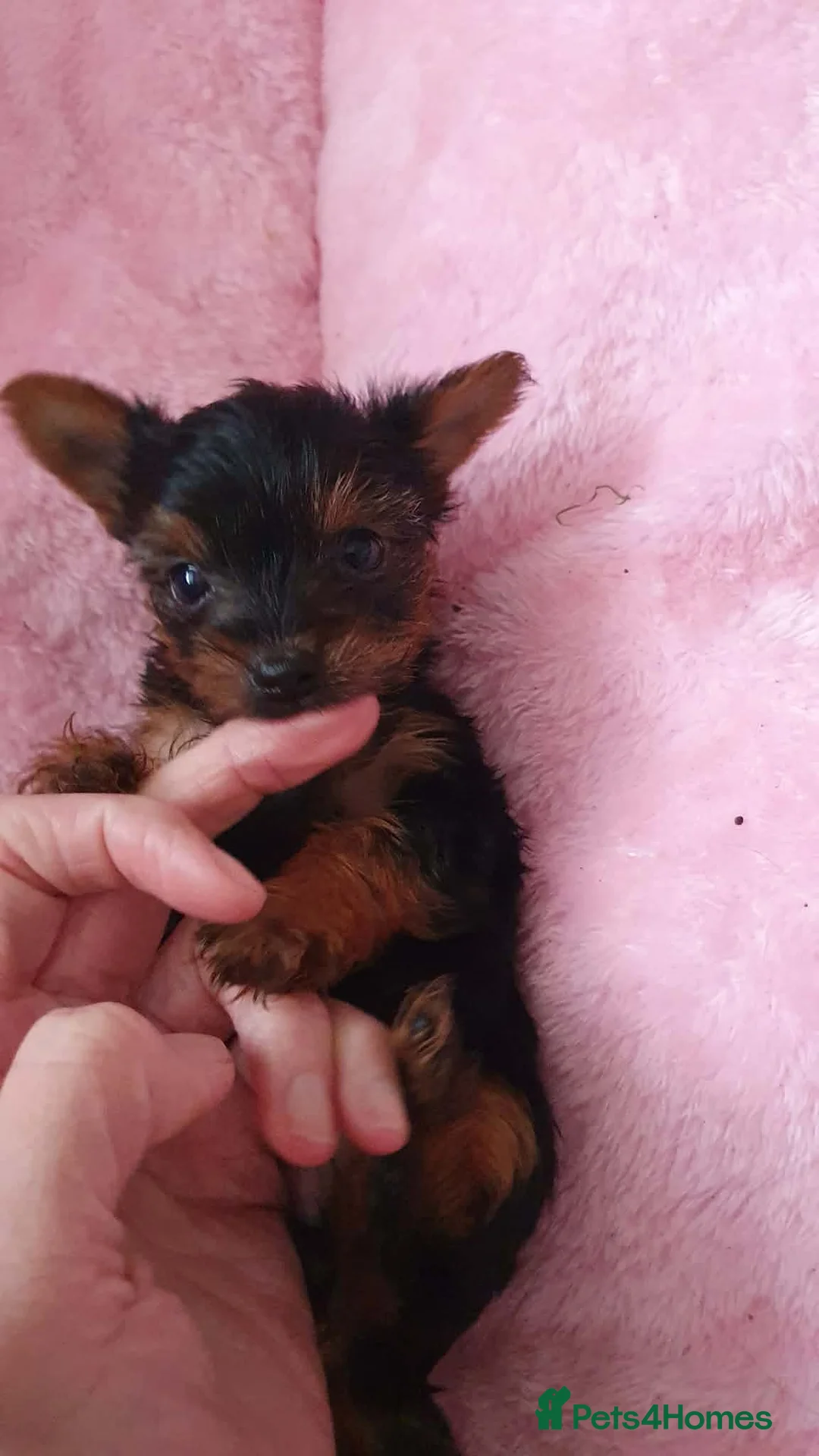Yorkshire Terrier dogs for sale: Yorkshire terrier puppies  - Advert 11
