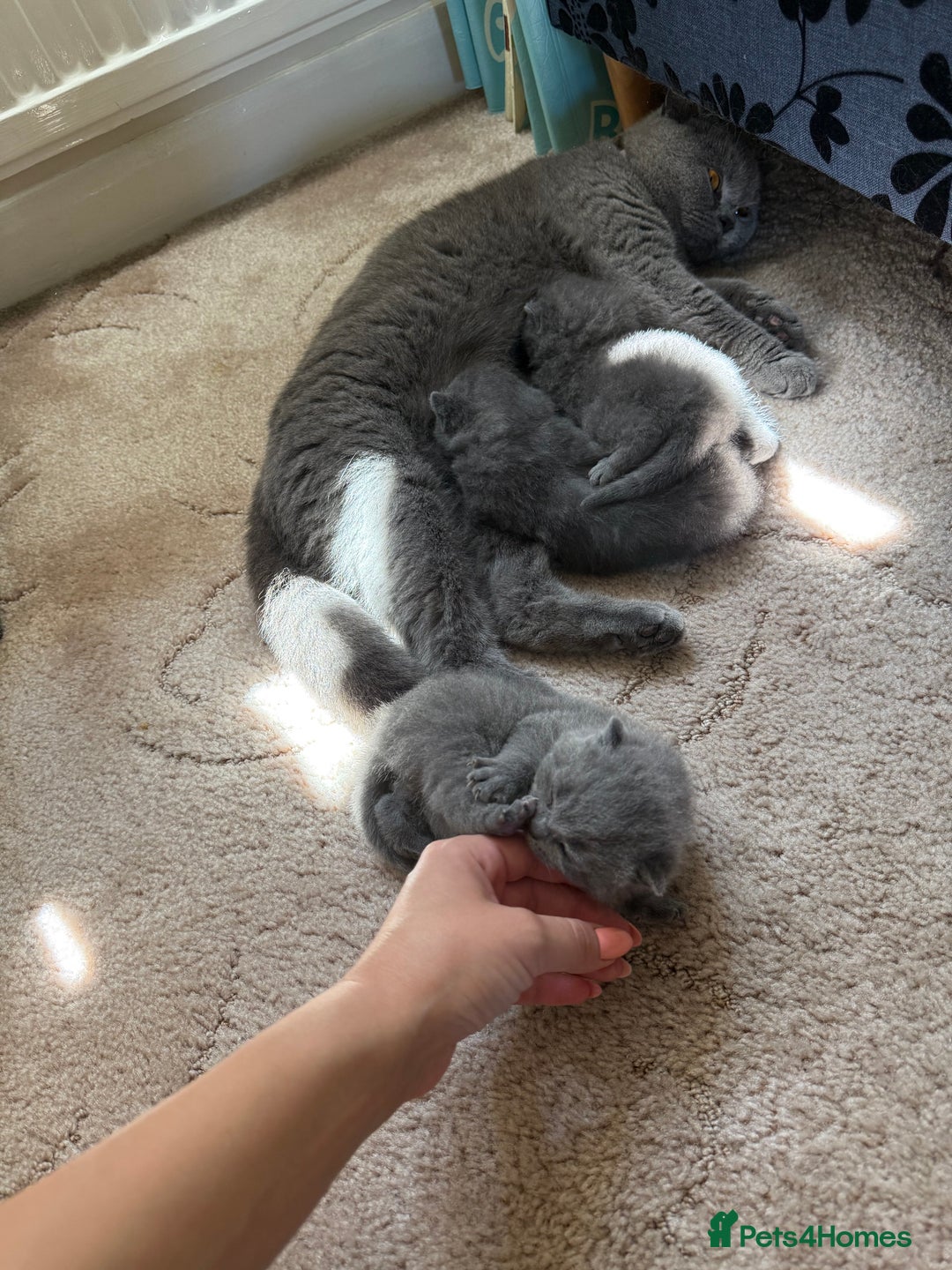 British Shorthair cats for sale: British Shorthair kittens for sale  - Image 2