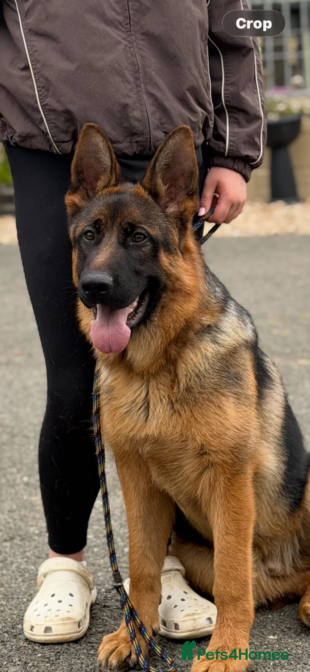 German Shepherd dogs for sale: *Very Handsome 6 month Male* - Advert 4