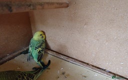 Budgerigars birds for sale: Baby Budgies For sale Greens/ Blues/Pied - Image 4