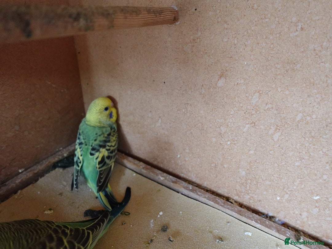 Budgerigars birds for sale: Baby Budgies For sale Greens/ Blues/Pied - Image 4