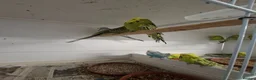 Budgerigars birds for sale: Young and adult budgies in Rotherham - Advert 2