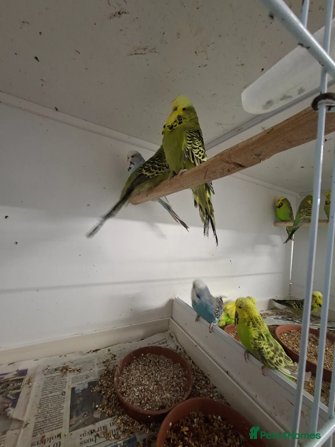 Budgerigars birds for sale: Young and adult budgies in Rotherham - Advert 2