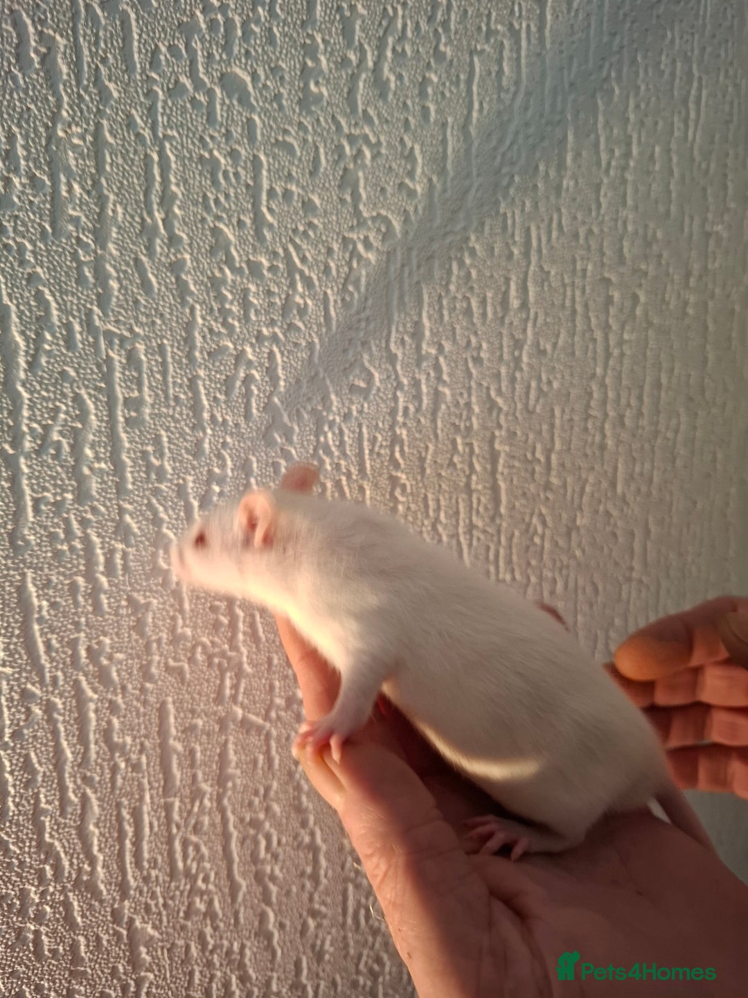 Rat rodents for sale: BABY RATS  - Advert 3