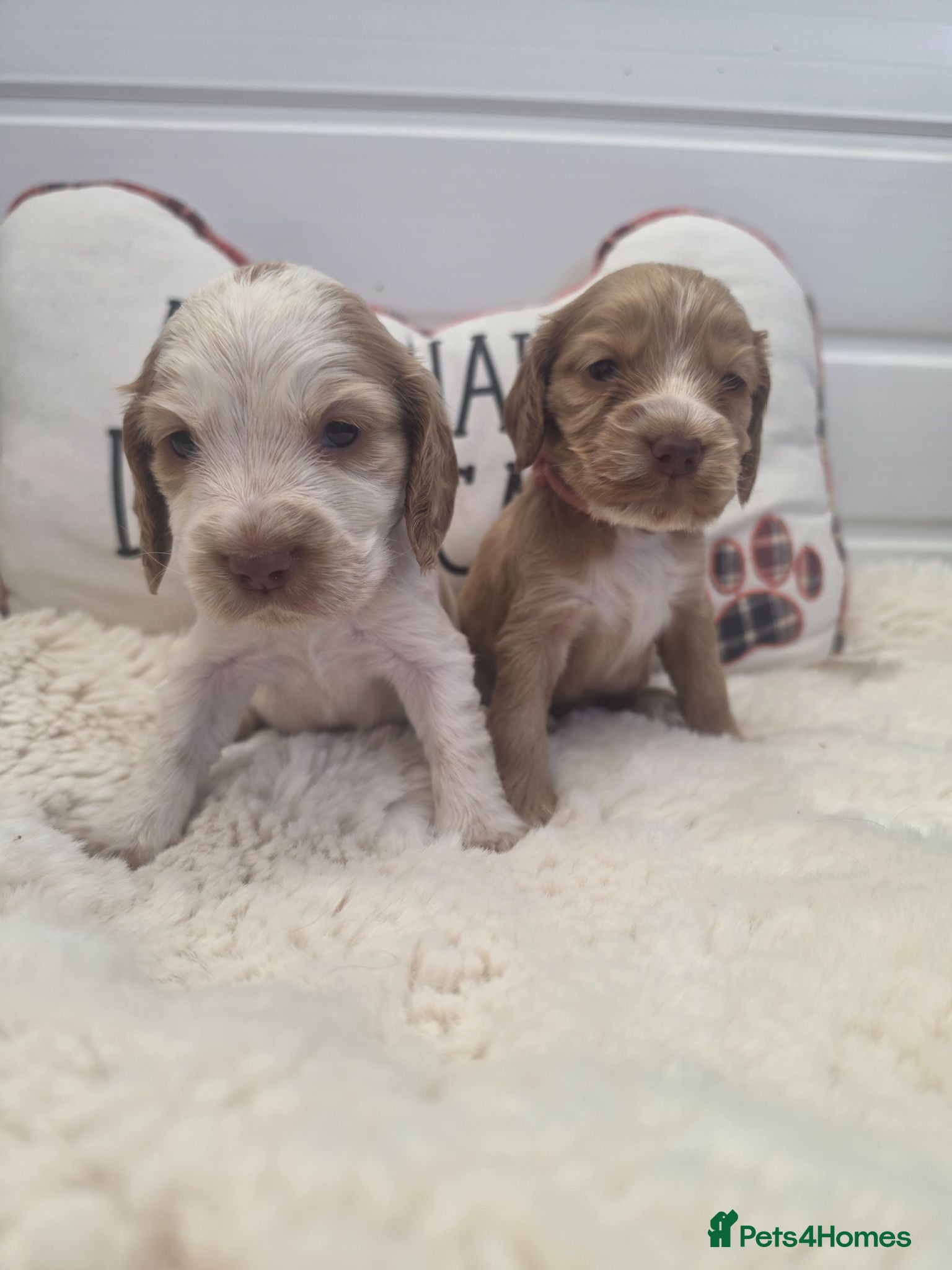 Cocker Spaniel dogs SHOW TYPE health tested KC cocker spaniels  - Advert 15