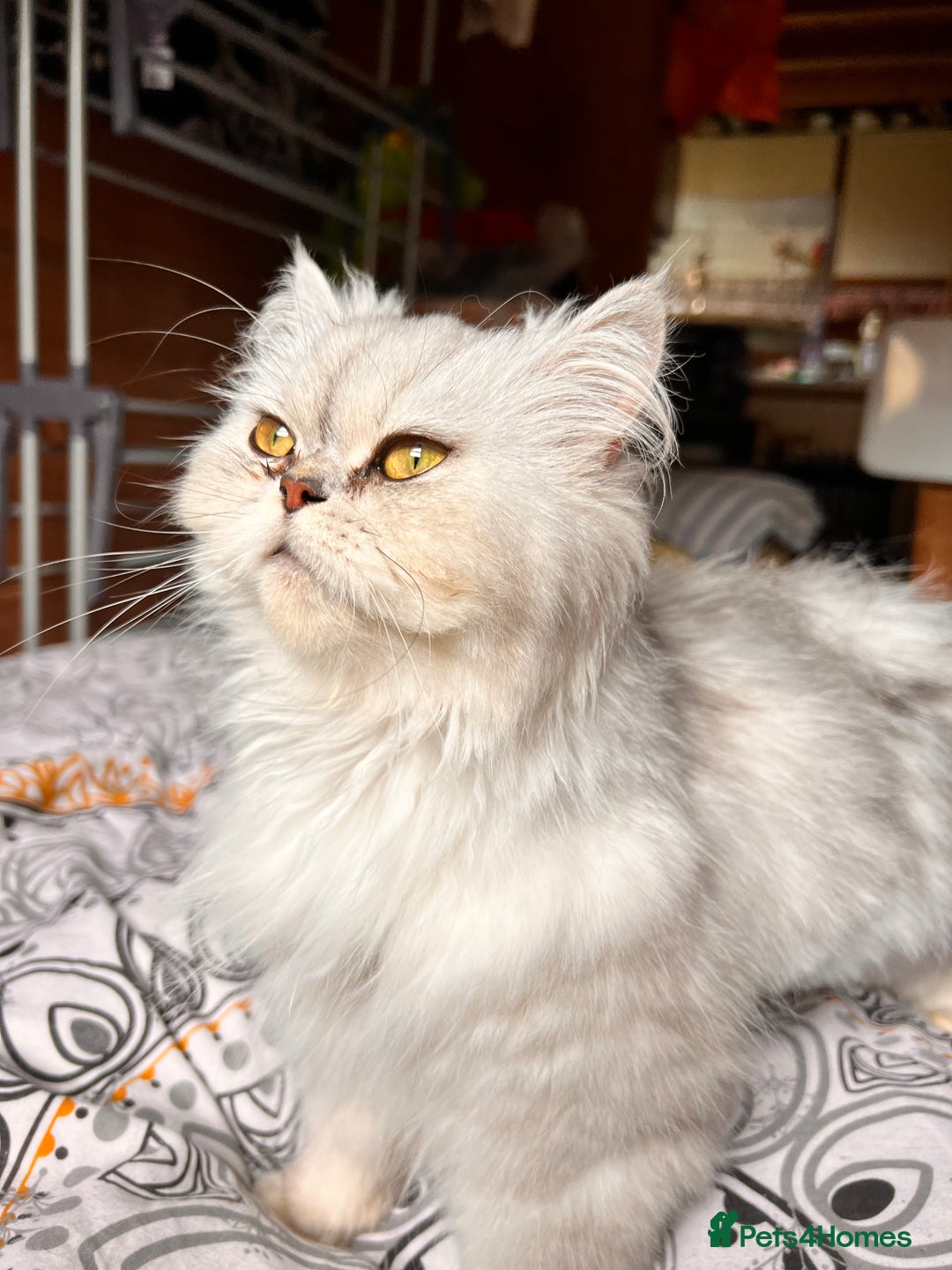 Persian cats for sale: Persian Cross Kittens for sale - Image 7