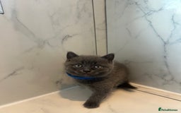 British Shorthair cats for sale: British shorthair kittens  - Image 8