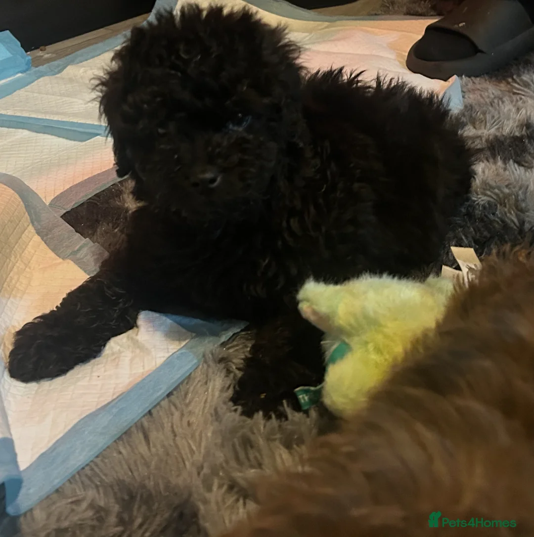 Cavapoo dogs for sale: Last 3 beautiful f1b Cavapoo - Advert 9