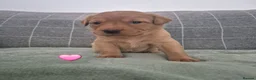 Labrador Retriever dogs for sale: 8 Fox Red Labrador Puppies in Glasgow - Advert 8