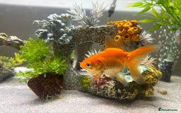 Goldfish fish for sale: Rehoming  - Advert 3