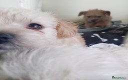 Mixed Breed dogs for sale: 2nd generation Yorkichons - Image 14