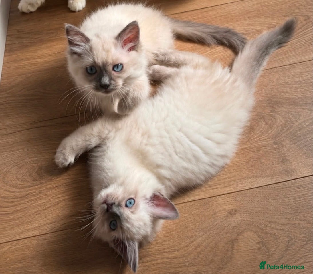 Ragdoll cats 🌟 Ready Now-  5 purebred Ragdoll Kittens 🌟 - Advert 1
