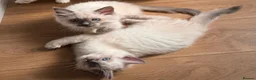Ragdoll cats for sale: 🌟 Ready Now-2 girls purebred Ragdoll Kittens 🌟 - Advert 3