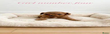 Cavapoo 4