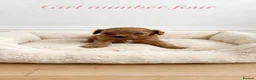 Cavapoo dogs for sale: F1 cavapoo pups  in Durham - Advert 6