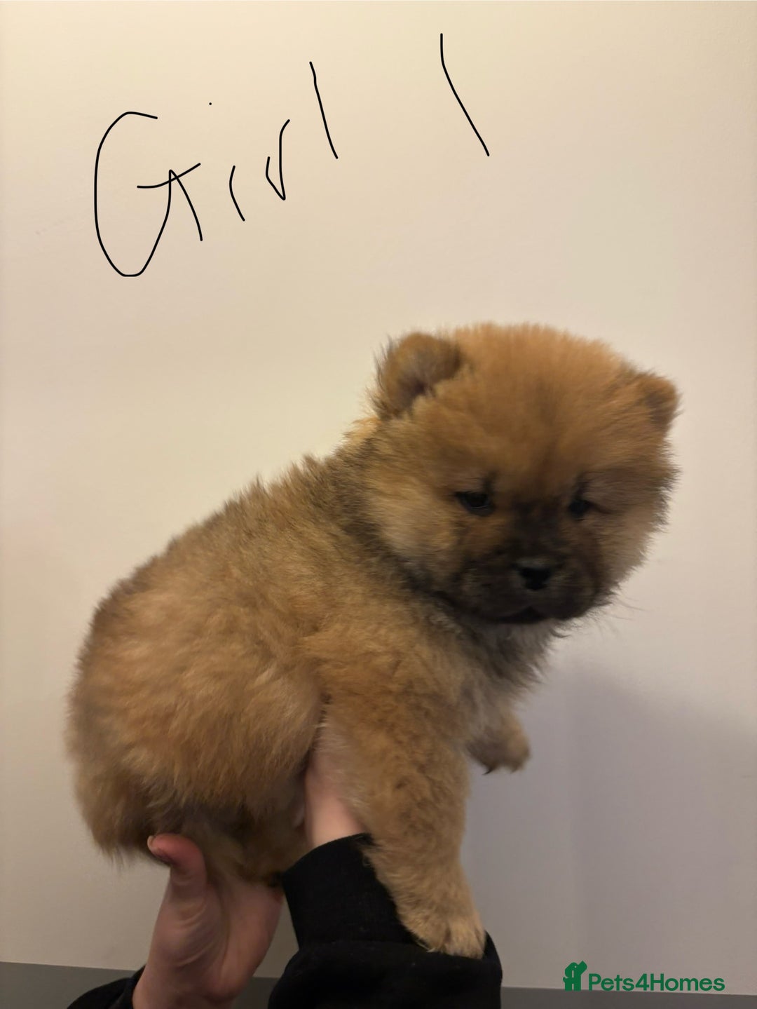 Chow Chow dogs for sale:  🐾 Exclusive Chow Chow Puppies  - Advert 11