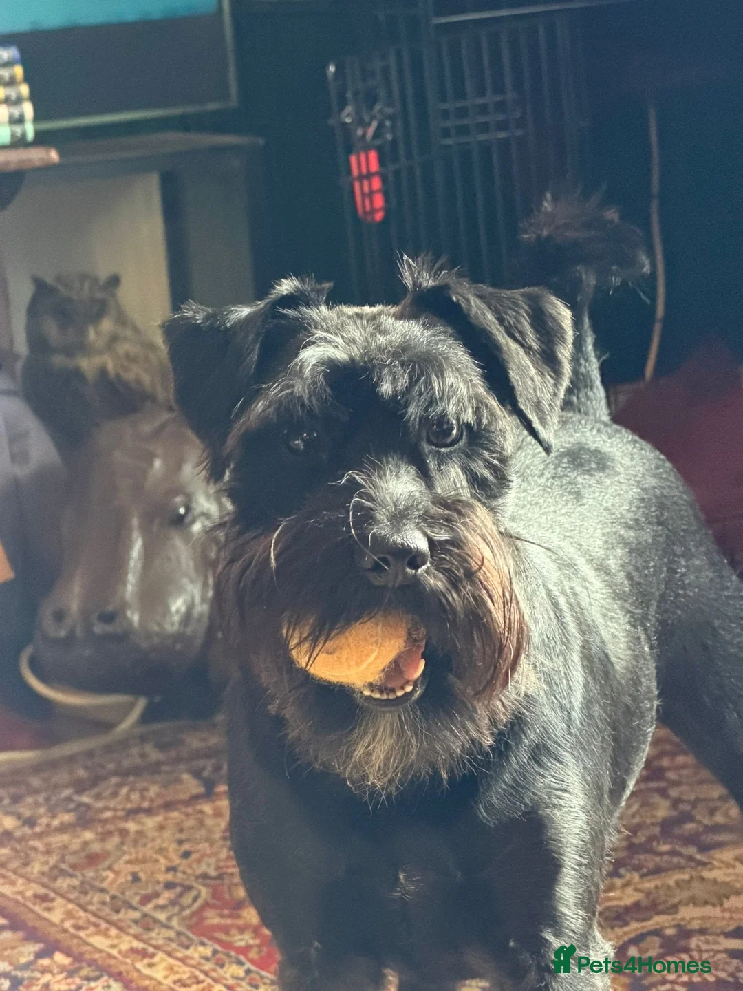 Miniature Schnauzer dogs for sale: Doc The Schnauzer  in Peterborough - Advert 2