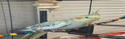 Cockatiels birds for sale: 2 female cockatiels in Gravesend - Advert 7