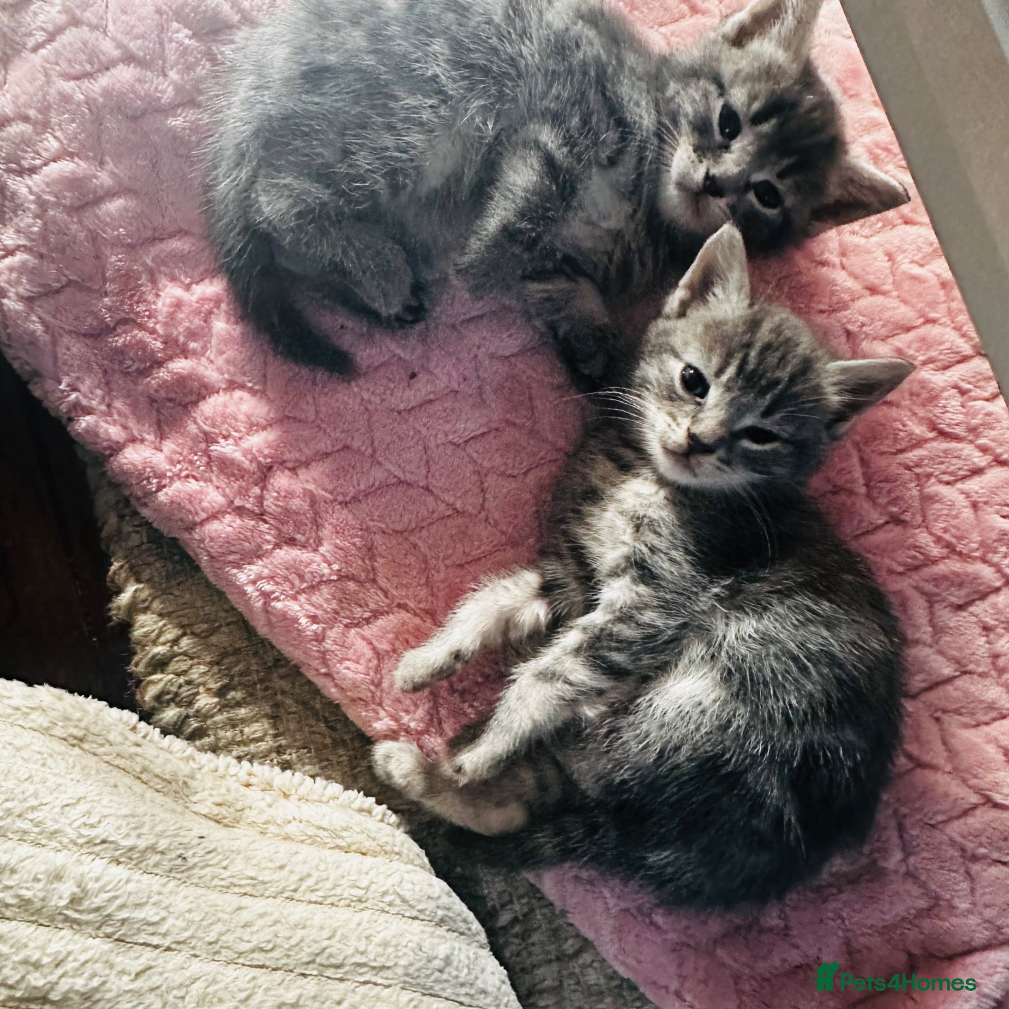 Mixed Breed cats for sale: Lovely kittens  in Hounslow - Advert 6