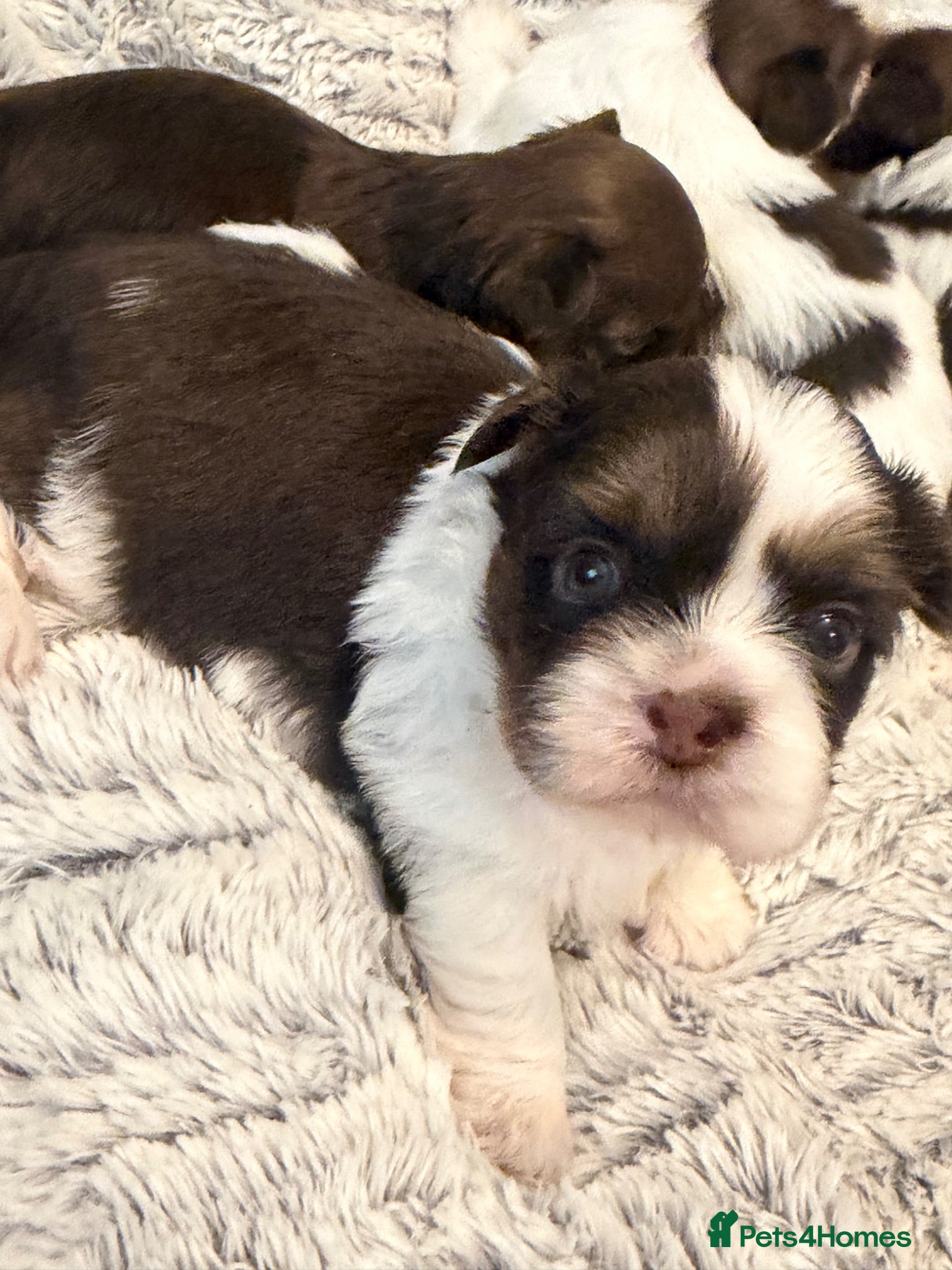Shih Tzu dogs Karashishi Full KC imperial Shih-Tzu pups for sale - Advert 2