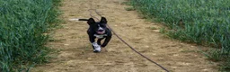 Mixed Breed dogs for sale: Coco the Belgium Mali in Stockton-on-Tees - Advert 3