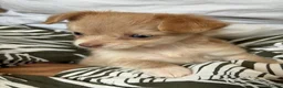 Chihuahua dogs for sale: Beautiful Long-Haired Chihuahua Puppies ❤️ - Advert 9