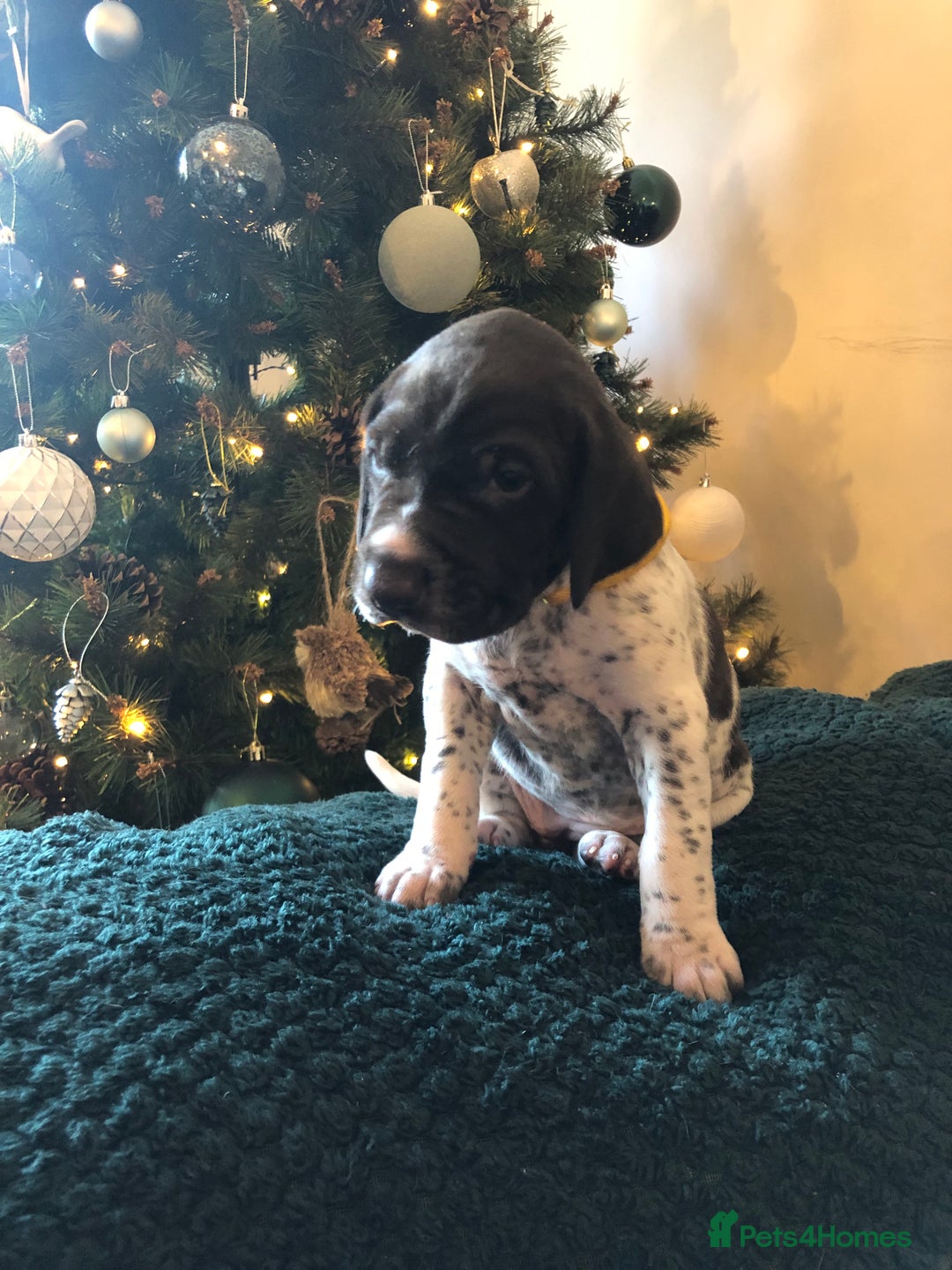 German Shorthaired Pointer dogs for sale: ALL RESERVED  - Advert 15
