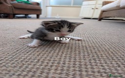 Ragdoll cats for sale: Ragdoll Cross kittens in Ilminster - Image 10