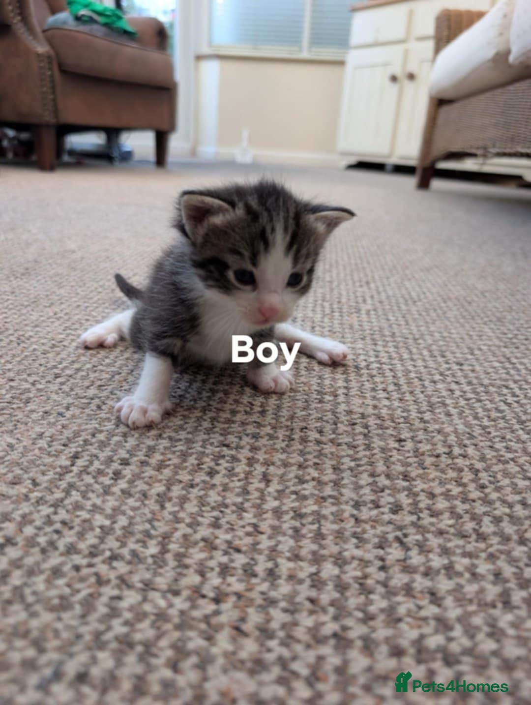 Ragdoll cats for sale: Ragdoll Cross kittens in Ilminster - Image 10