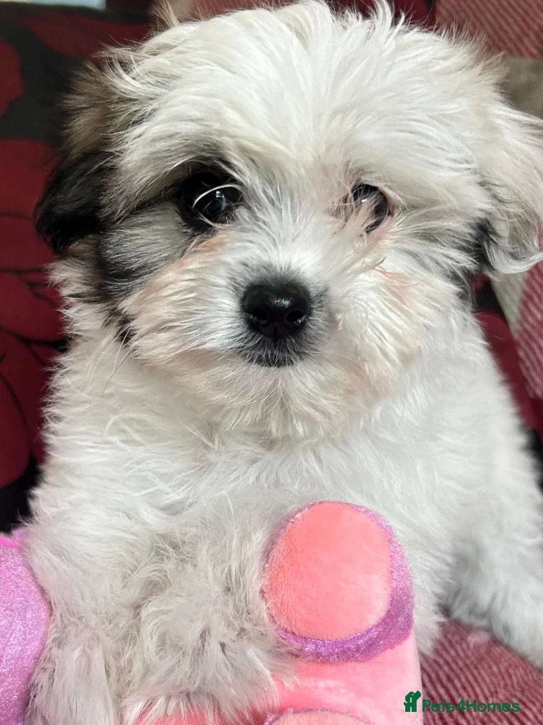 Mixed Breed dogs for sale: shichon x maltese puppies for sale  - Advert 26